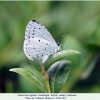 celastrina argiolus male1